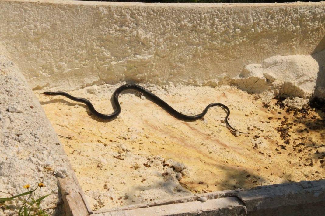 Kapanma ile ortaya çıktılar! Kuşadası'nda siyah yılan paniği 2